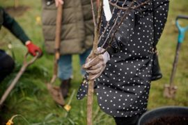 Image from the Phase 2 of Remembering Together, The Dispersed Memorial Forest.