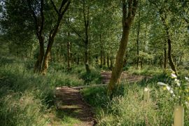 Image from The Dispersed Memorial Forest at the Moffat Community Nature Reserve, Moffat, Scotland.