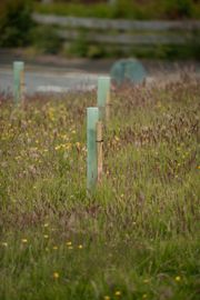 The Dispersed Memorial Forest in The Crichton & NHS Mountainhall, Dumfries, Scotland.