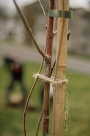 Image from the planting of The Dispersed Memorial Forest in The Crichton & NHS Mountainhall, Dumfries, Scotland.