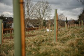 Image from the Phase 2 of Remembering Together, The Dispersed Memorial Forest.