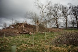 Image from the planting of The Dispersed Memorial Forest in The Crichton & NHS Mountainhall, Dumfries, Scotland.