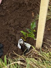 Image from the planting of The Dispersed Memorial Forest in The Crichton & NHS Mountainhall, Dumfries, Scotland.