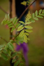 Image from the launch of The Dispersed Memorial Forest at Bell Crecent Park, Sanquhar, on Friday, 14 June, 2024.