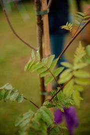 Image from the launch of The Dispersed Memorial Forest at Bell Crecent Park, Sanquhar, on Friday, 14 June, 2024.