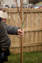 Image from the launch of The Dispersed Memorial Forest at the Galloway Community Hospital, on Saturday, 29 June, 2024.